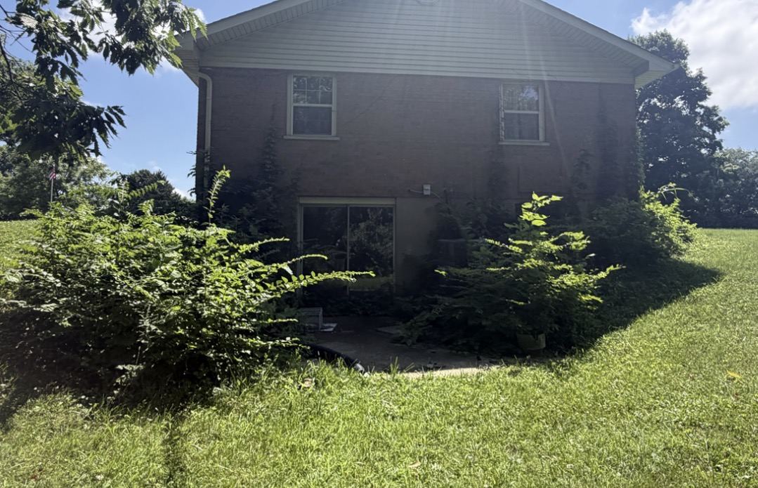 Before: Rear Yard Brush Removal